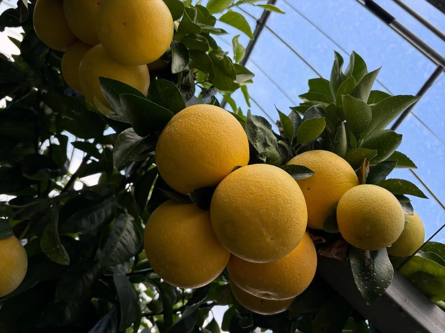 本日も17:00オープンです。