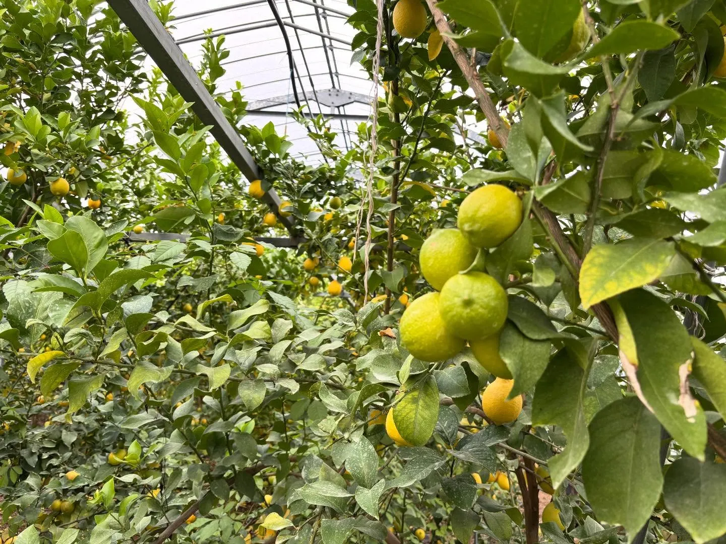 本日も17:00オープンです。