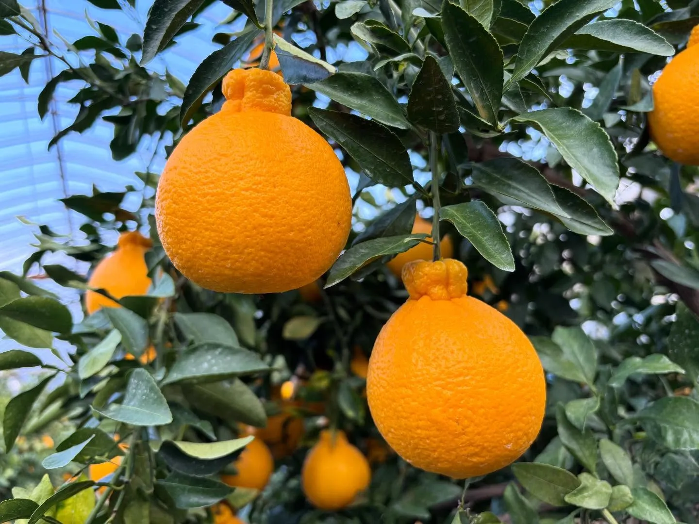 本日も17:00オープンです。