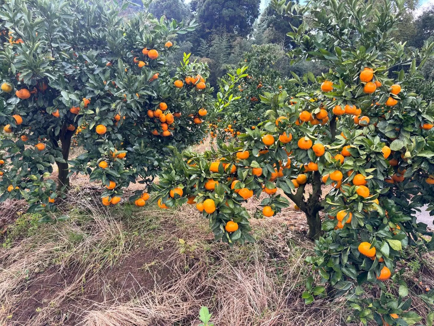 本日も17:00オープンです。